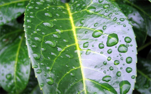 风雨兰什么时候移植，有关风雨兰过冬的问题请教
