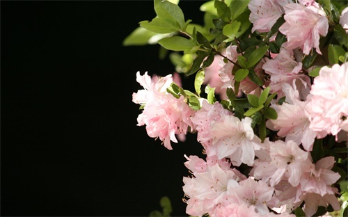 如何养桃花，怎样才能养好桃花