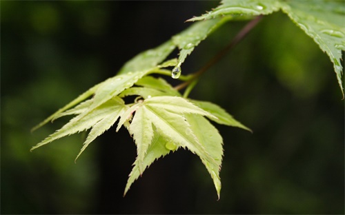 雪山上有什么花草，五千米的雪山上有什么花八千米的呢