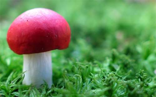 虞美人种子多久发芽，虞美人多久才发芽