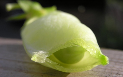 长在水里植物有哪些图片大全，什么花可以样在水里 带图片